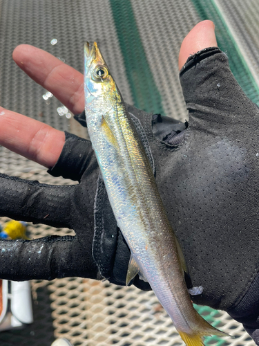 カマスの釣果