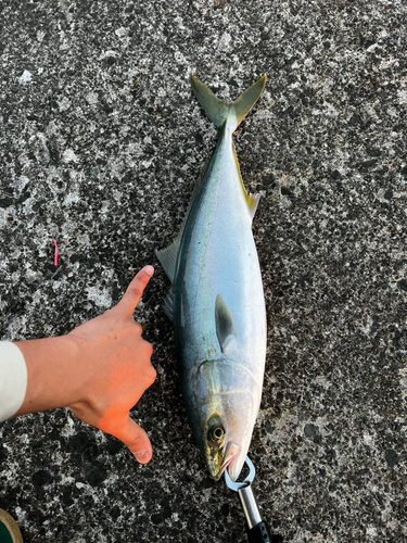 イナダの釣果