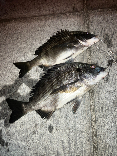 クロダイの釣果