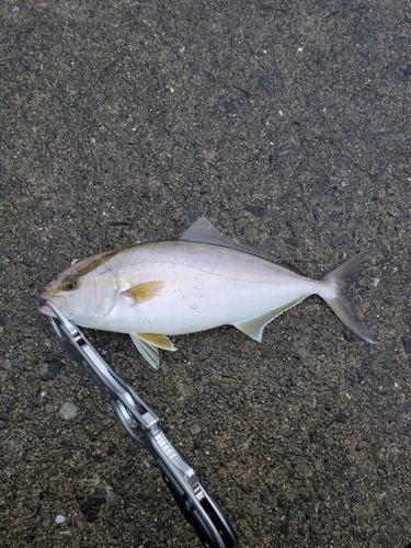 ショゴの釣果