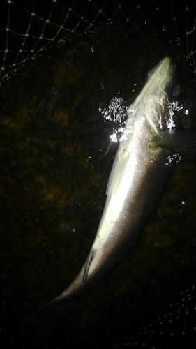 フッコ（マルスズキ）の釣果