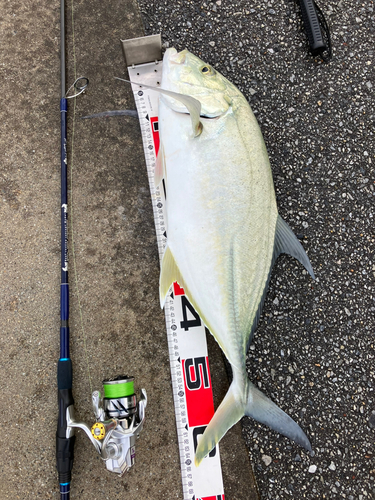 オニヒラアジの釣果