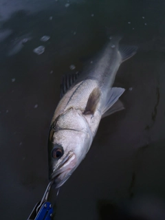 スズキの釣果