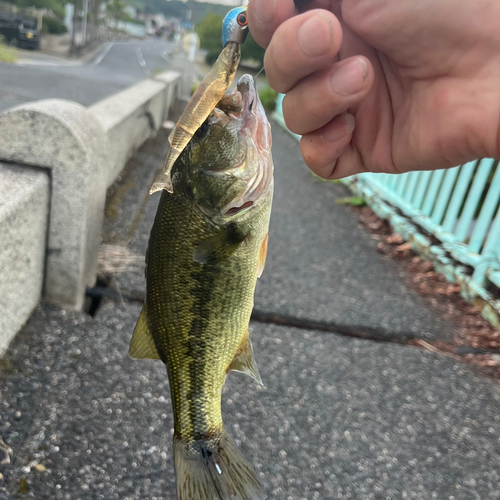 ラージマウスバスの釣果