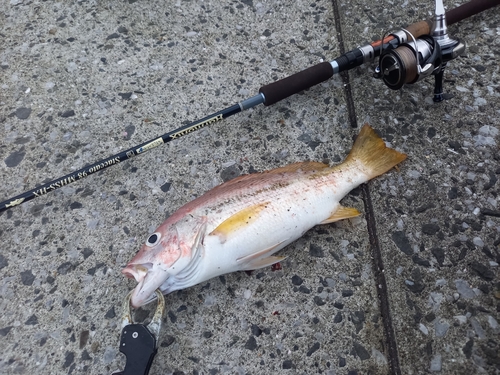 ヨコスジフエダイの釣果