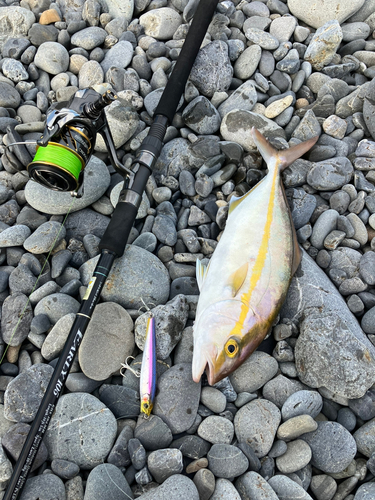 ショゴの釣果