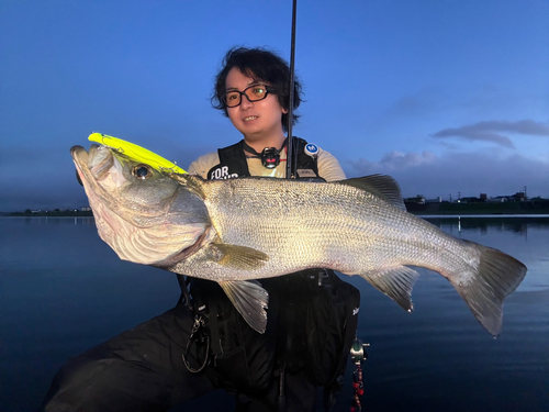 ヒラスズキの釣果