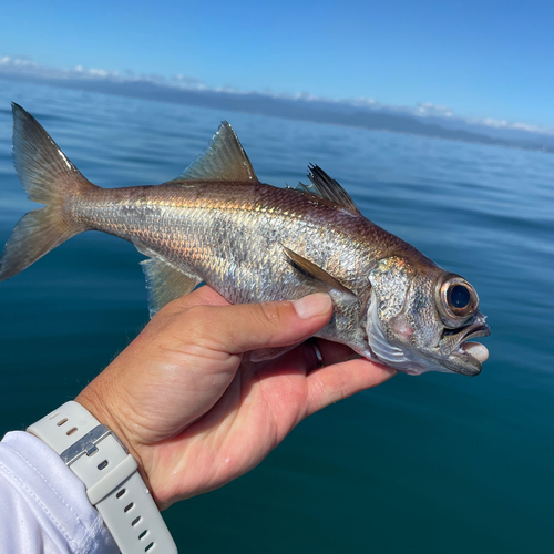 クロムツの釣果