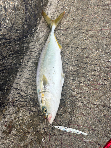 ツバスの釣果