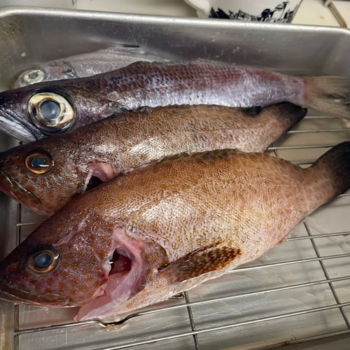 オオモンハタの釣果