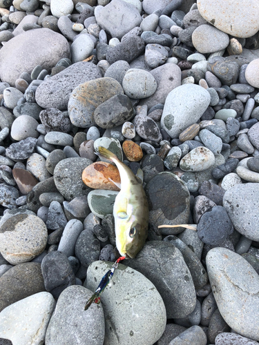 シロサバフグの釣果