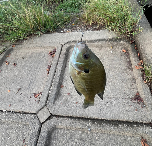 ブルーギルの釣果