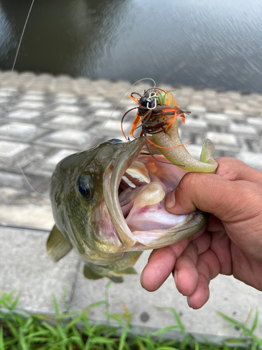 ブラックバスの釣果