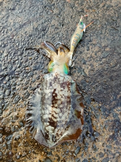 アオリイカの釣果