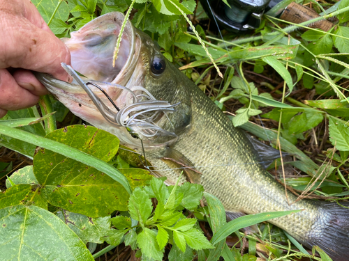 ブラックバスの釣果