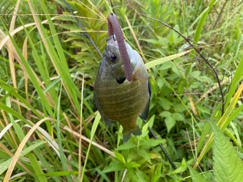 ブルーギルの釣果