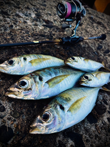 アジの釣果