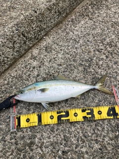 ハマチの釣果