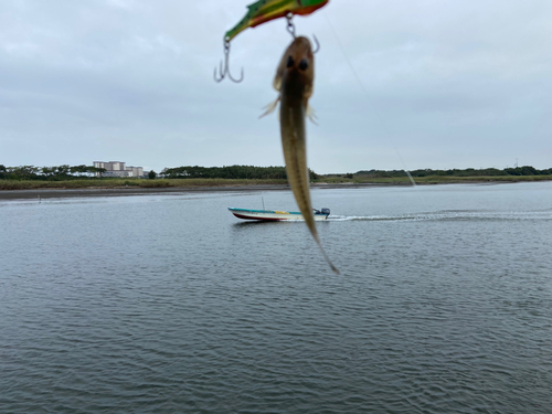 ハゼの釣果