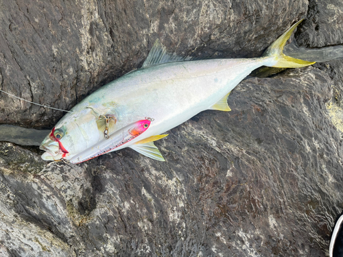 メジロの釣果