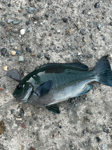 メジナの釣果