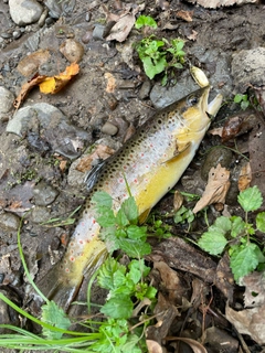 ブラウントラウトの釣果