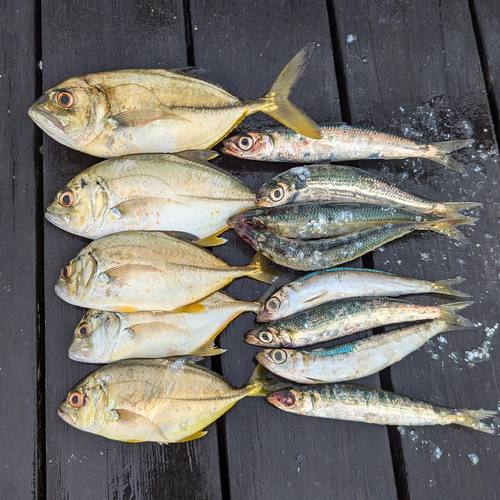 ウルメイワシの釣果