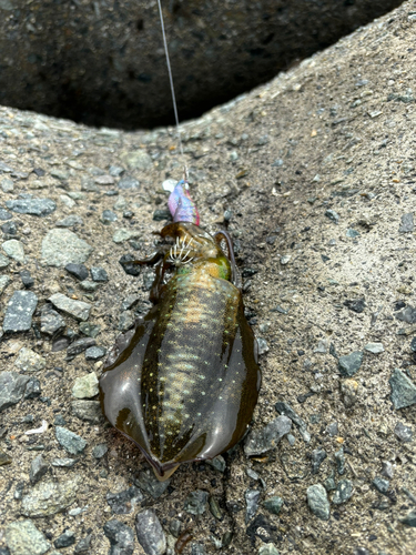 アオリイカの釣果