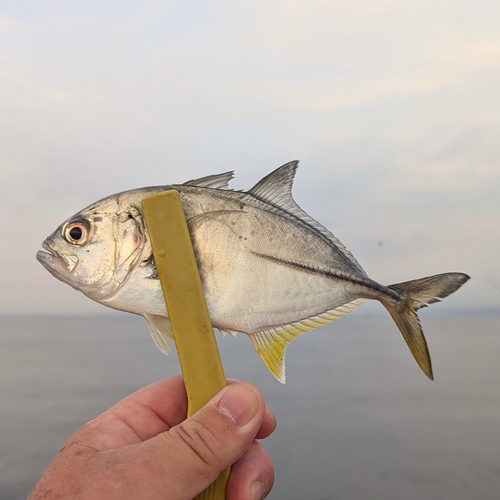 メッキの釣果