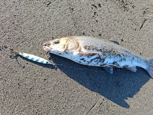 ウグイの釣果