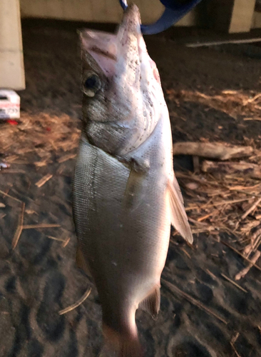 フッコ（ヒラスズキ）の釣果