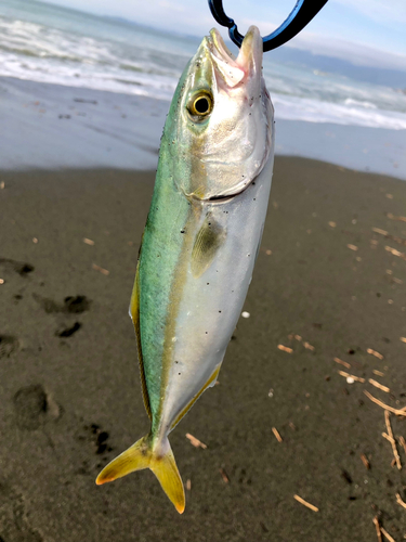 ワカシの釣果