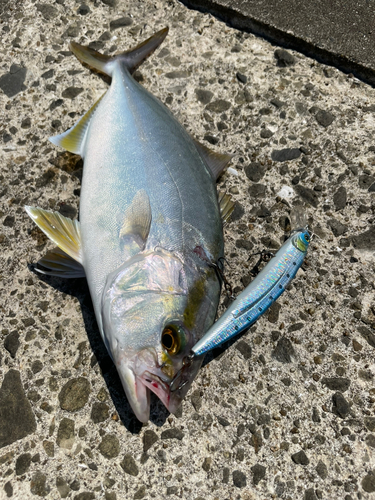 ネリゴの釣果