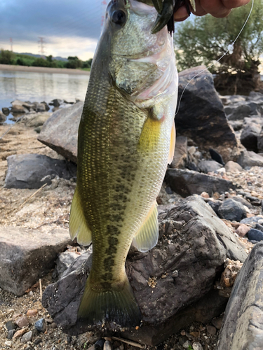 ラージマウスバスの釣果