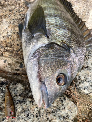 チヌの釣果