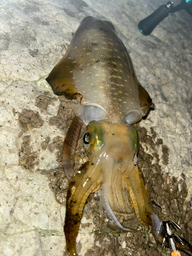 アオリイカの釣果