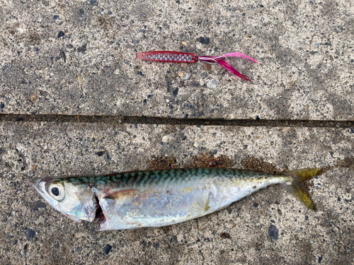 サバの釣果