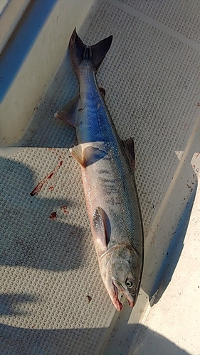 サケの釣果