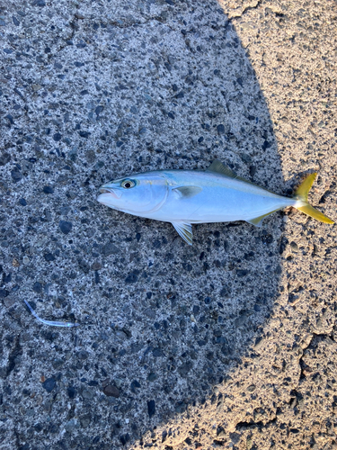 ワカシの釣果