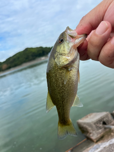 香川県野池群