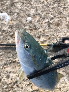 ツバスの釣果