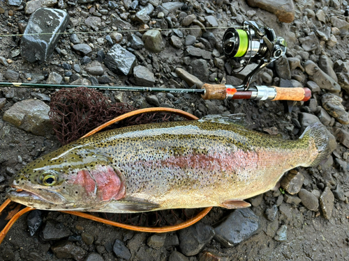 ニジマスの釣果