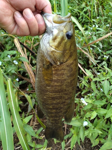 スモールマウスバスの釣果