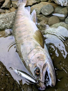 ヤマメの釣果