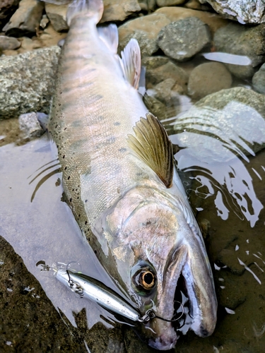 うらたんざわ渓流釣場