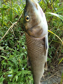 ニゴイの釣果