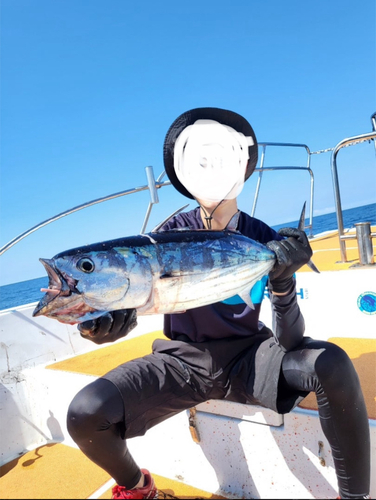 カツオの釣果