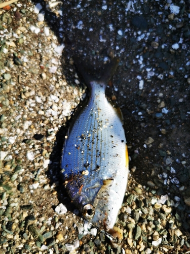 ヘダイの釣果