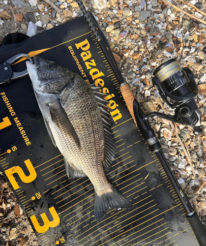 クロダイの釣果