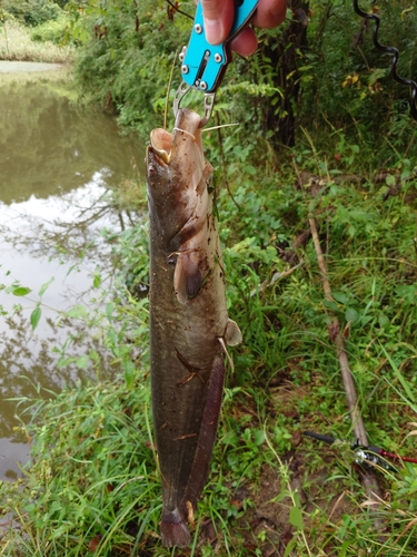 ナマズの釣果